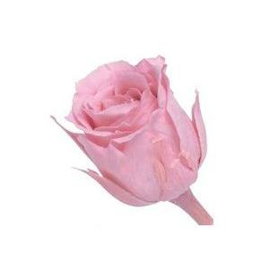 【プリザーブドフラワー　花材　資材】 クリスタルピンク・ビビアン・大地農園（24輪入り）