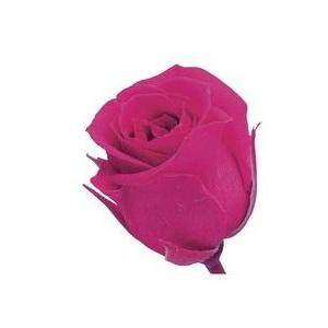 【プリザーブドフラワー　花材　資材】 フランボワーズ・ビビアン・大地農園（24輪入り）