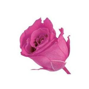 【プリザーブドフラワー　花材　資材】 ストロベリー・ビビアン・大地農園（24輪入り）