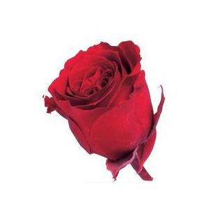 【プリザーブドフラワー 花材 資材】 レッド・ビ...の商品画像
