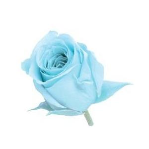 【プリザーブドフラワー　花材　資材】 ベビーブルー・ビビアン・大地農園（24輪入り）