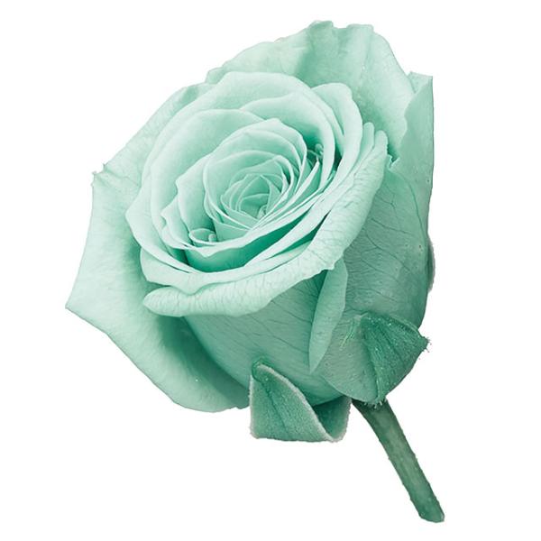 【プリザーブドフラワー　花材　資材】ビビアン・ミントブルー・大地農園