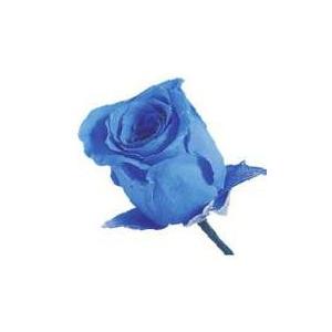 【プリザーブドフラワー　花材　資材】 ソーダブルー・ビビアン・大地農園（24輪入り）