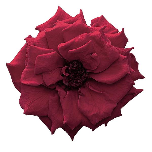 【プリザーブドフラワー　花材　資材】 ワインレッド・フレンチマリアンヌ（12輪入り）