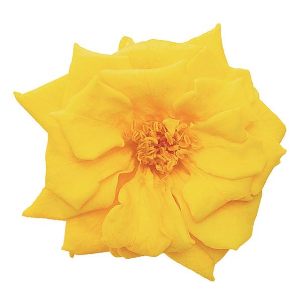 【プリザーブドフラワー　花材　資材】 ミモザイエロー・フレンチマリアンヌ（12輪入り）