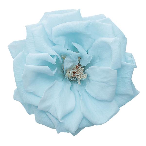 【プリザーブドフラワー　花材　資材】 ベビーブルー・フレンチマリアンヌ（12輪入り）