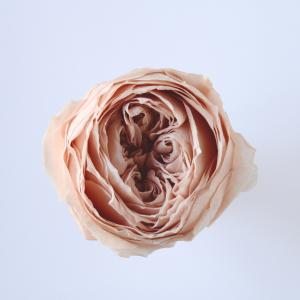 ドライ 東花 ケイトウ シャロン 約30g N ローズ 61156 ドライフラワー