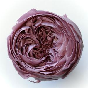 プリザーブドフラワー 花材 とりよせ品 ローズ・かのん・M