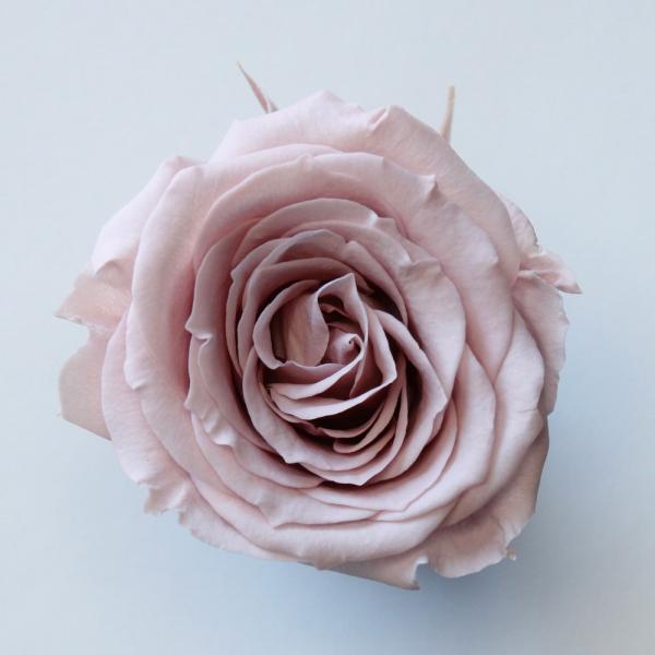 【プリザーブドフラワー　花材　資材】 ローズ・サラ・ミスティーローズ（9輪入り）