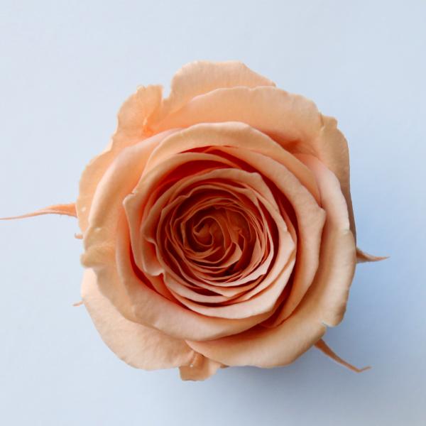 【プリザーブドフラワー　花材　資材】 ローズ・サラ・タルトオレンジ（9輪入り）