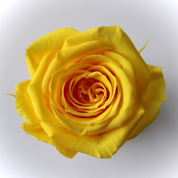 【プリザーブドフラワー　花材　資材】 ローズ・サラ・ミモザイエロー（9輪入り）