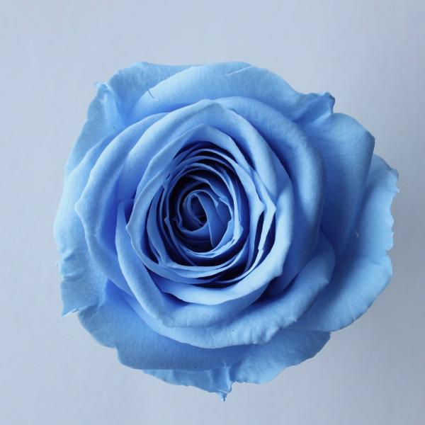 【プリザーブドフラワー　花材　資材】 ローズ・サラ・ソーダブルー（9輪入り）
