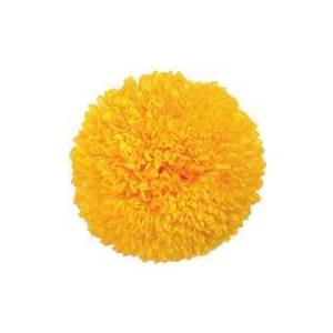 【プリザーブドフラワー　花材　資材】 イエロー・ポンポン菊・大・大地農園（6輪入）