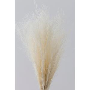 【プリザーブドフラワー 花材 資材】 アグロス...の詳細画像1