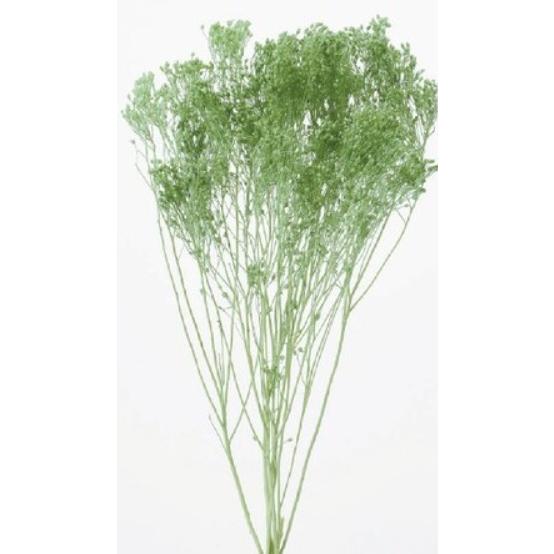 【プリザーブドフラワー　花材　資材】モリソニア・コバルトグリーン・大地農園