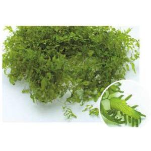 プリザーブド 大地農園 モリソニア 20g エンジェルパープル 03300-451