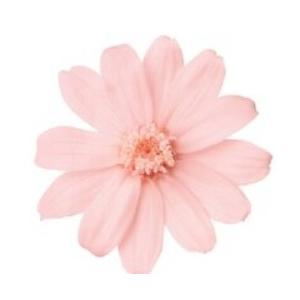 【プリザーブドフラワー　花材　資材】ジニア・小・さくらピンク（12輪入）・フラワーアレンジ　大地農園