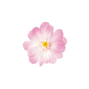 【プリザーブドフラワー 花材 資材】 ジニア・小...の商品画像