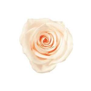 【プリザーブドフラワー　花材　資材】 ホワイトシャンパン・ローズ・いずみ・大地農園（９輪入）