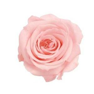 【プリザーブドフラワー　花材　資材】 ブライダルピンク・ローズ・いずみ・大地農園（９輪入）