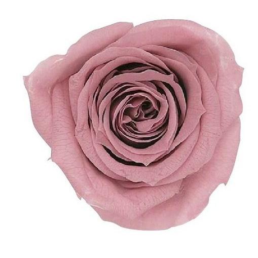 【プリザーブドフラワー　花材　資材】 モーブピンク・ローズ・いずみ・大地農園（９輪入）