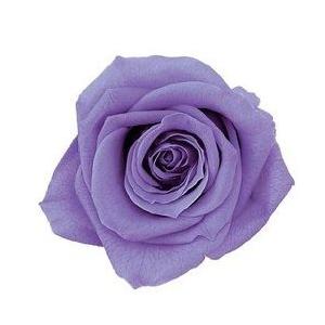【プリザーブドフラワー 花材 資材】 ラベンダー...の商品画像
