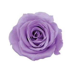 【プリザーブドフラワー　花材　資材】 スウィートライラック・ローズ・いずみ・大地農園（９輪入）