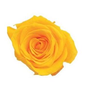 【プリザーブドフラワー　花材　資材】 ミモザイエロー・ローズ・いずみ・大地農園（９輪入）