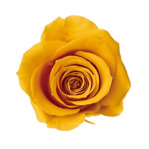 【プリザーブドフラワー 花材 資材】 ハニーイエ...の商品画像