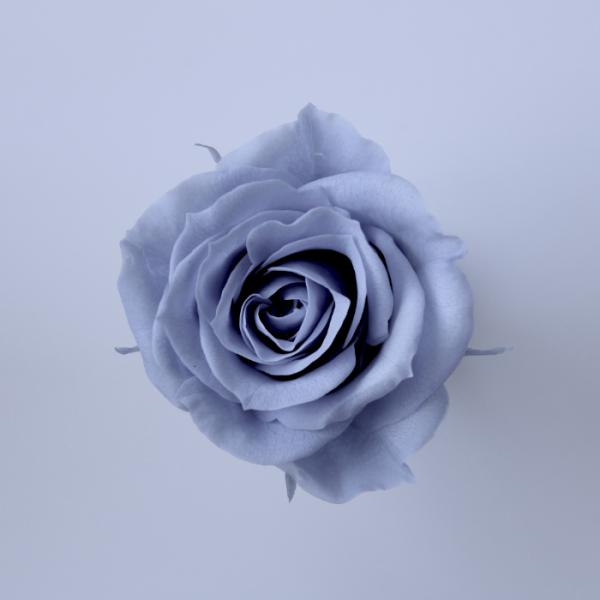 【プリザーブドフラワー　花材　資材】 ローズ・いずみ・ダスティーブルー・大地農園（９輪入）