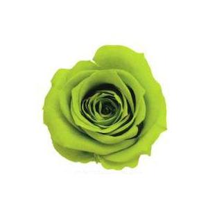 【プリザーブドフラワー　花材　資材】 ライトグリーン・ローズ・いずみ・大地農園（９輪入）