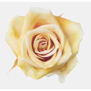 【プリザーブドフラワー　花材　資材】ローズ・いずみ・スフレ・アンティックイエロー・大地農園