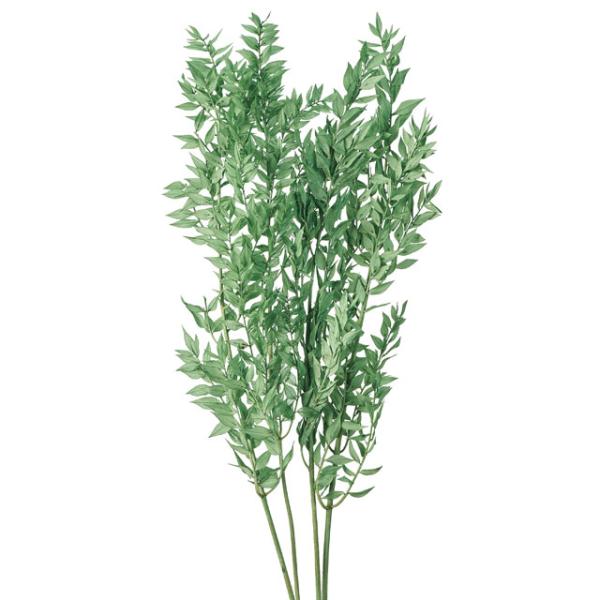 【プリザーブドフラワー　花材　資材】ラスカス・プリザーブド・コバルトグリーン・大地農園