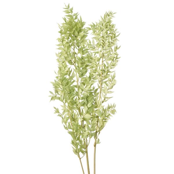 【プリザーブドフラワー　花材　資材】ラスカス・プリザーブド・アイスグリーン・大地農園