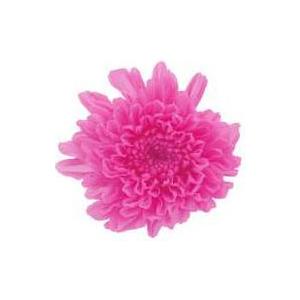 【プリザーブドフラワー 花材 資材】 ももいろ・...の商品画像