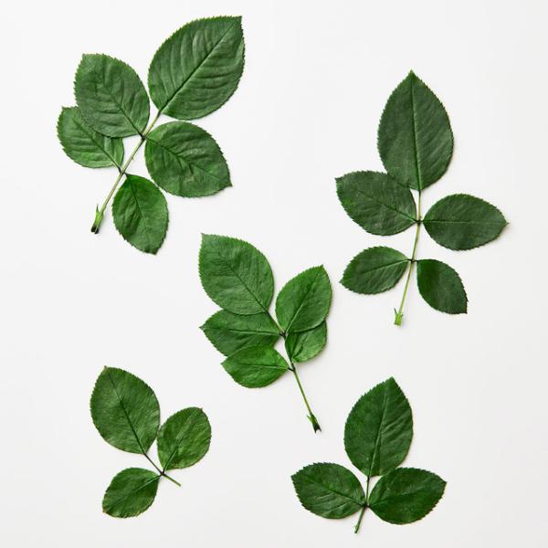 【プリザーブドフラワー　花材　資材】 国産バラの葉・グリーン・大地農園