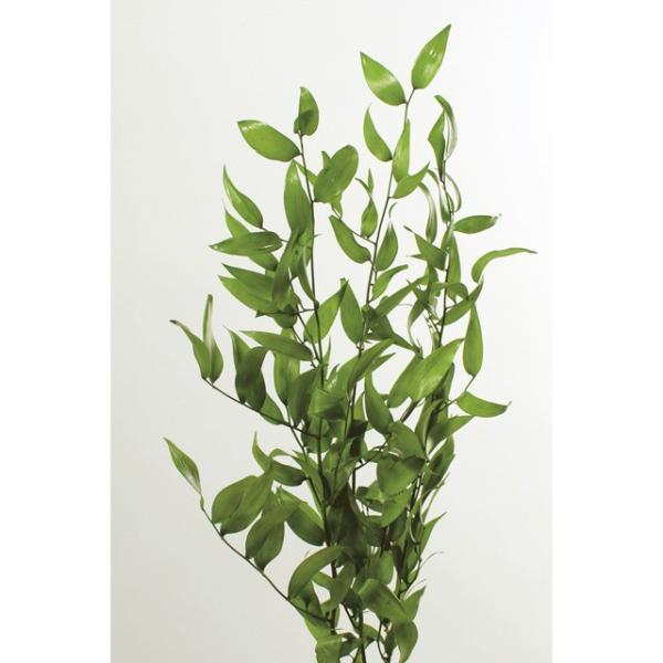 【プリザーブドフラワー　花材　資材】 イタリアンルスカス ライムグリーン・大地農園