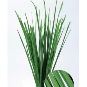 ミスカンサス グリーン・大地農園