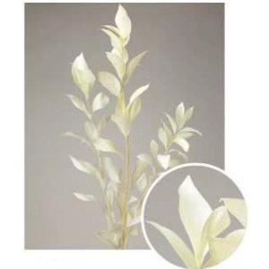 【プリザーブドフラワー　花材　資材】 ルスカスガーデン・オフホワイト・大地農園