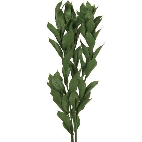 【プリザーブドフラワー　花材　資材】 フレッシュグリーン・ルスカスガーデン・大地農園