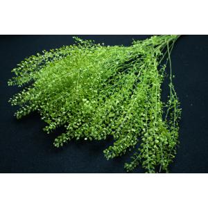 【プリザーブドフラワー 花材 資材】ペティーコ...の詳細画像1