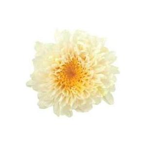 【プリザーブドフラワー 花材 資材】 ホワイトイ...の商品画像