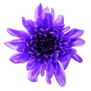 むらさき・ことね菊・大地農園（6輪入）