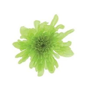 プリザーブドフラワー 花材 資材】 グリーン・ことね菊・大地農園（6輪