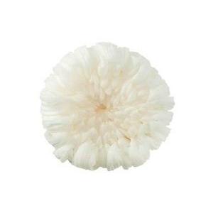 【プリザーブドフラワー　花材　資材】 白・輪菊・中・大地農園（6輪入）
