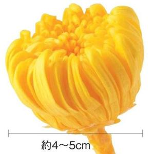【プリザーブドフラワー 花材 資材】 白・輪菊...の詳細画像1