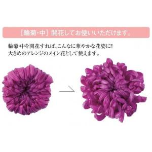 【プリザーブドフラワー 花材 資材】 白・輪菊...の詳細画像2