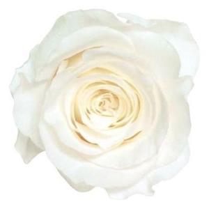 【プリザーブドフラワー　花材　資材】 ピュアホワイト・ローズ・かのん・M・大地農園（9輪入）