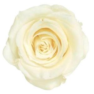 【プリザーブドフラワー　花材　資材】 アンティックホワイト・ローズ・かのん・M・大地農園（9輪入）