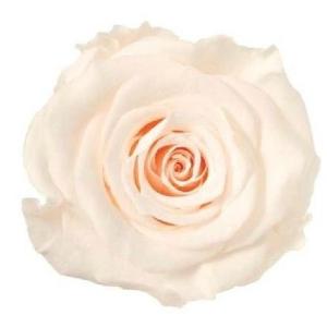 【プリザーブドフラワー　花材　資材】 ホワイトシャンパン・ローズ・かのん・M・大地農園（9輪入）